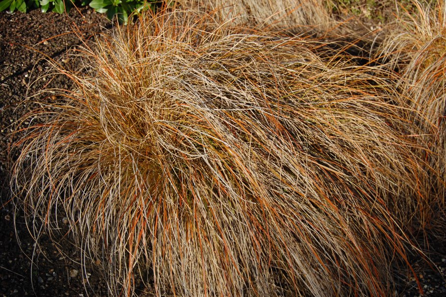 Carex testacea Prairie Fire