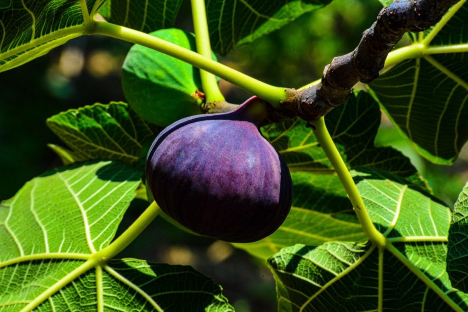 Желтый инжир Узбекистан