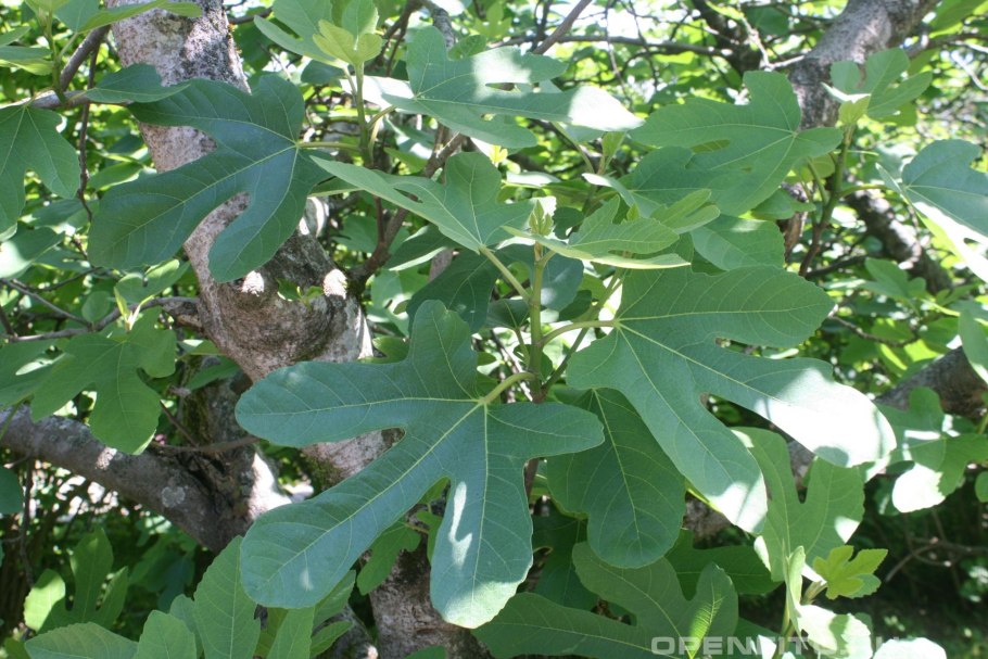 Инжир фиговое дерево смоковница