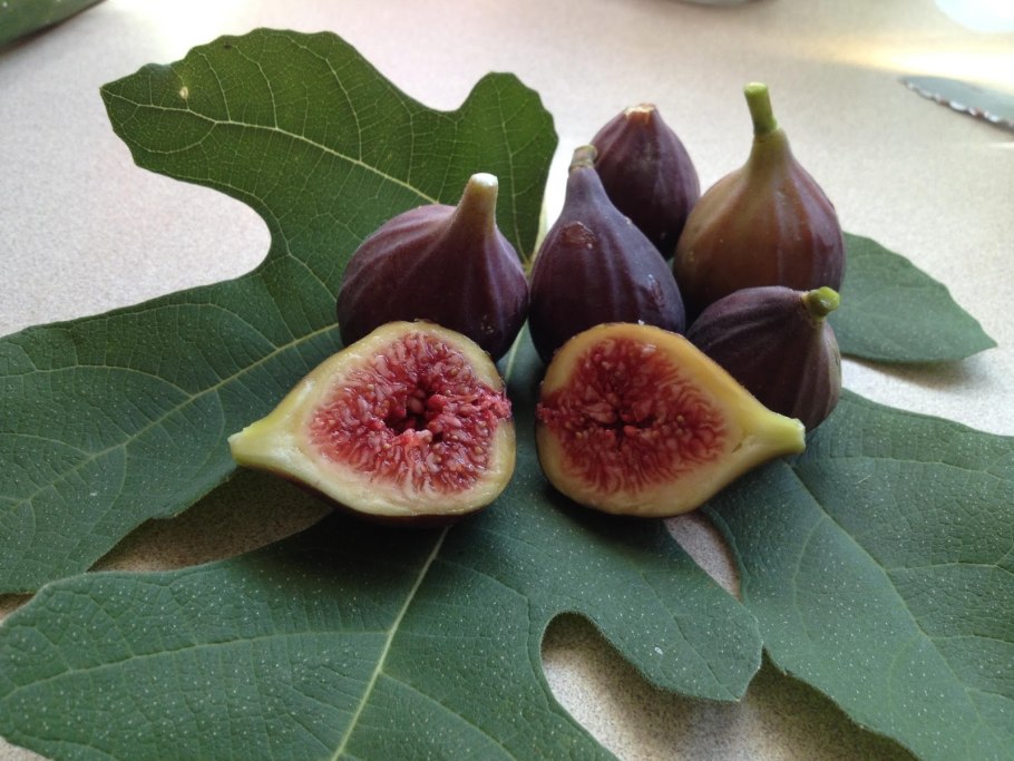 Лист смоковницы обыкновенной