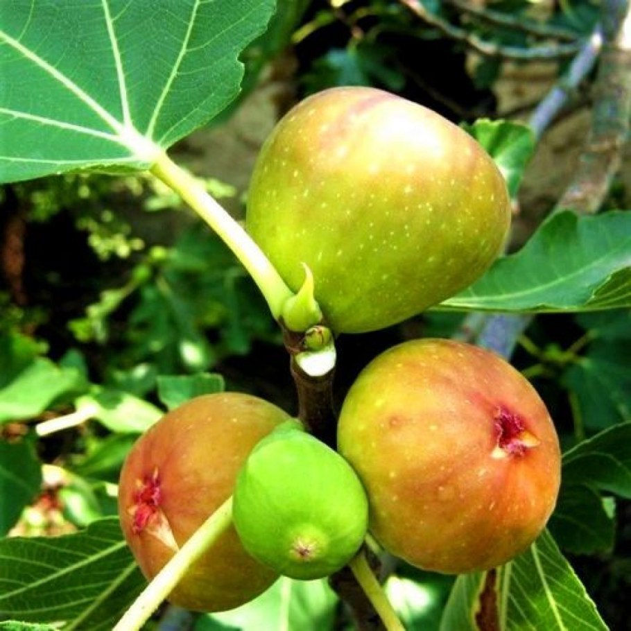 Инжир гирканский