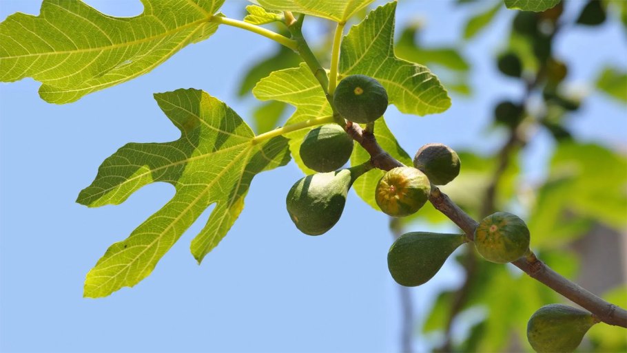Лист смоковницы обыкновенной