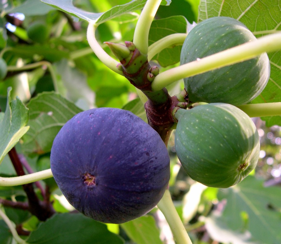 Смоковница дерево цветы