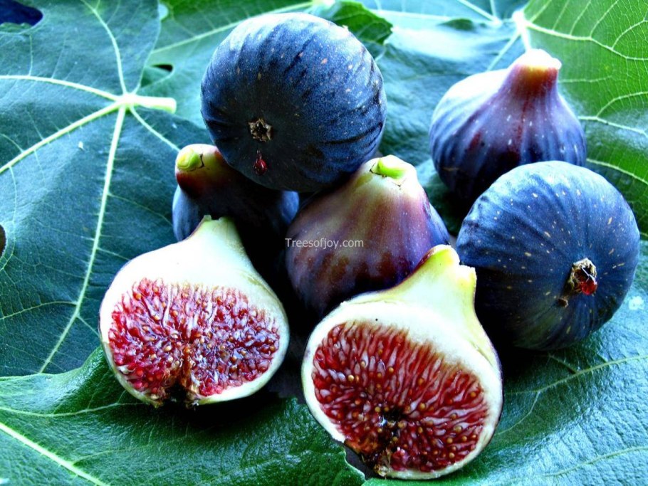 Инжир цветет