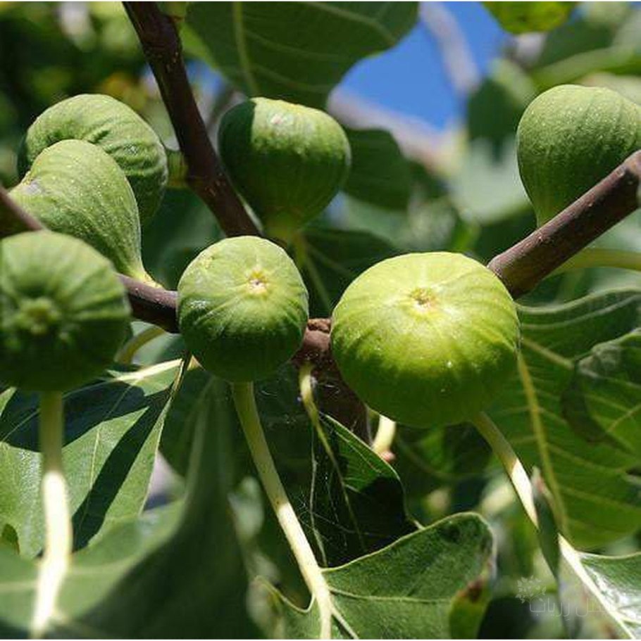 Сорт инжира Королевский