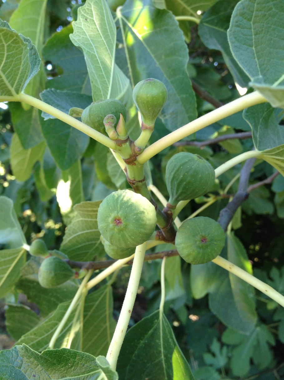 Инжир сорта Брунсвик