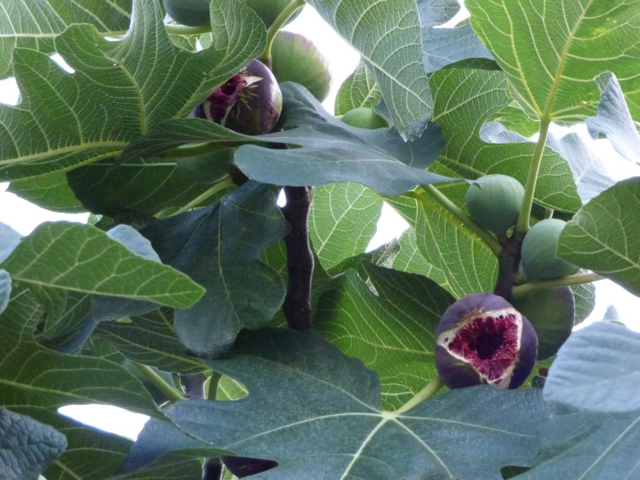 Инжир Крымский зеленый