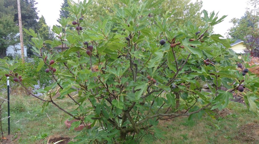 Инжир Королевский