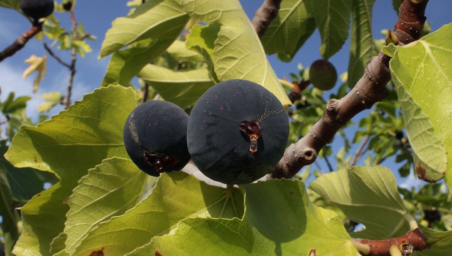 Инжир на дереве плоды зеленые