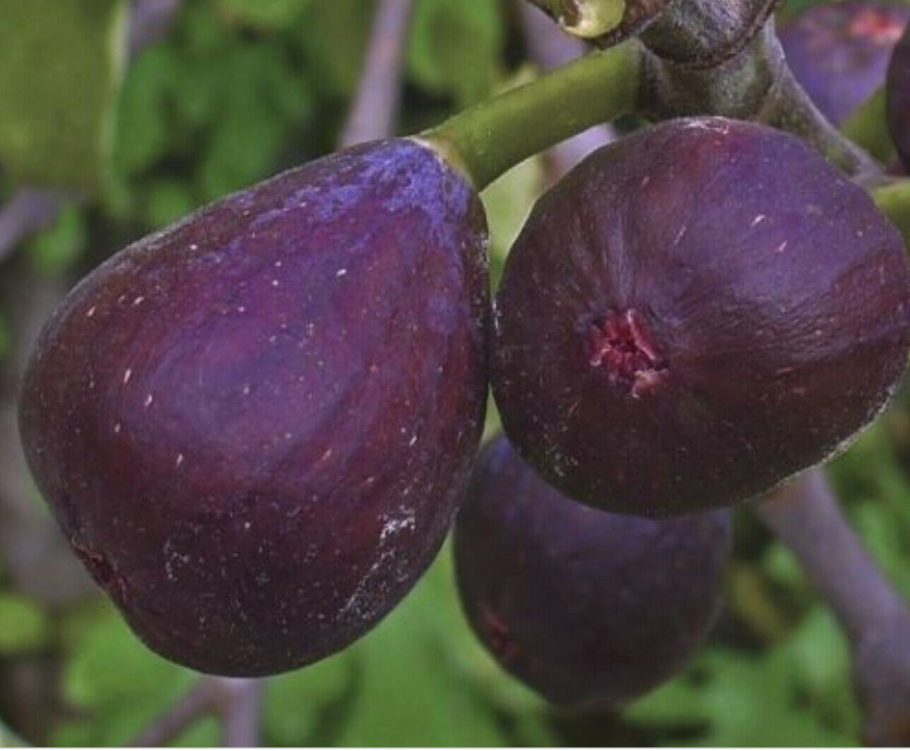 Инжир смоковница