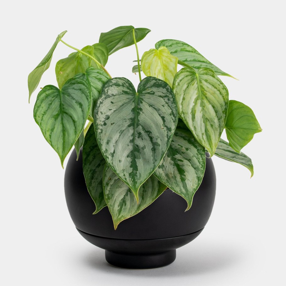 Фил брандтианум