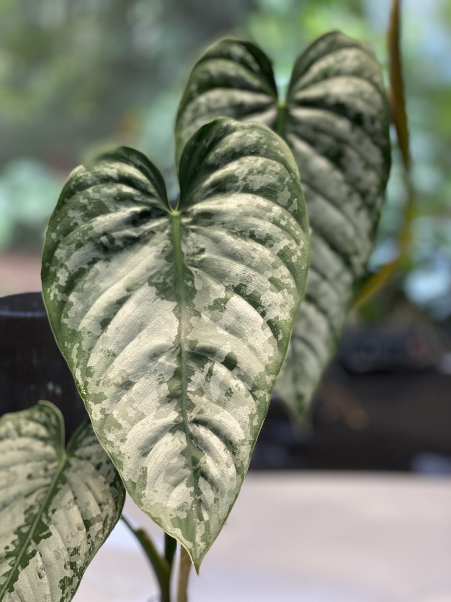 Филодендрон брандтианум