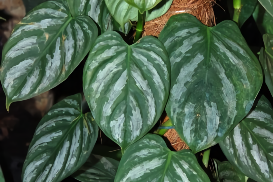 Филодендрон брандианум