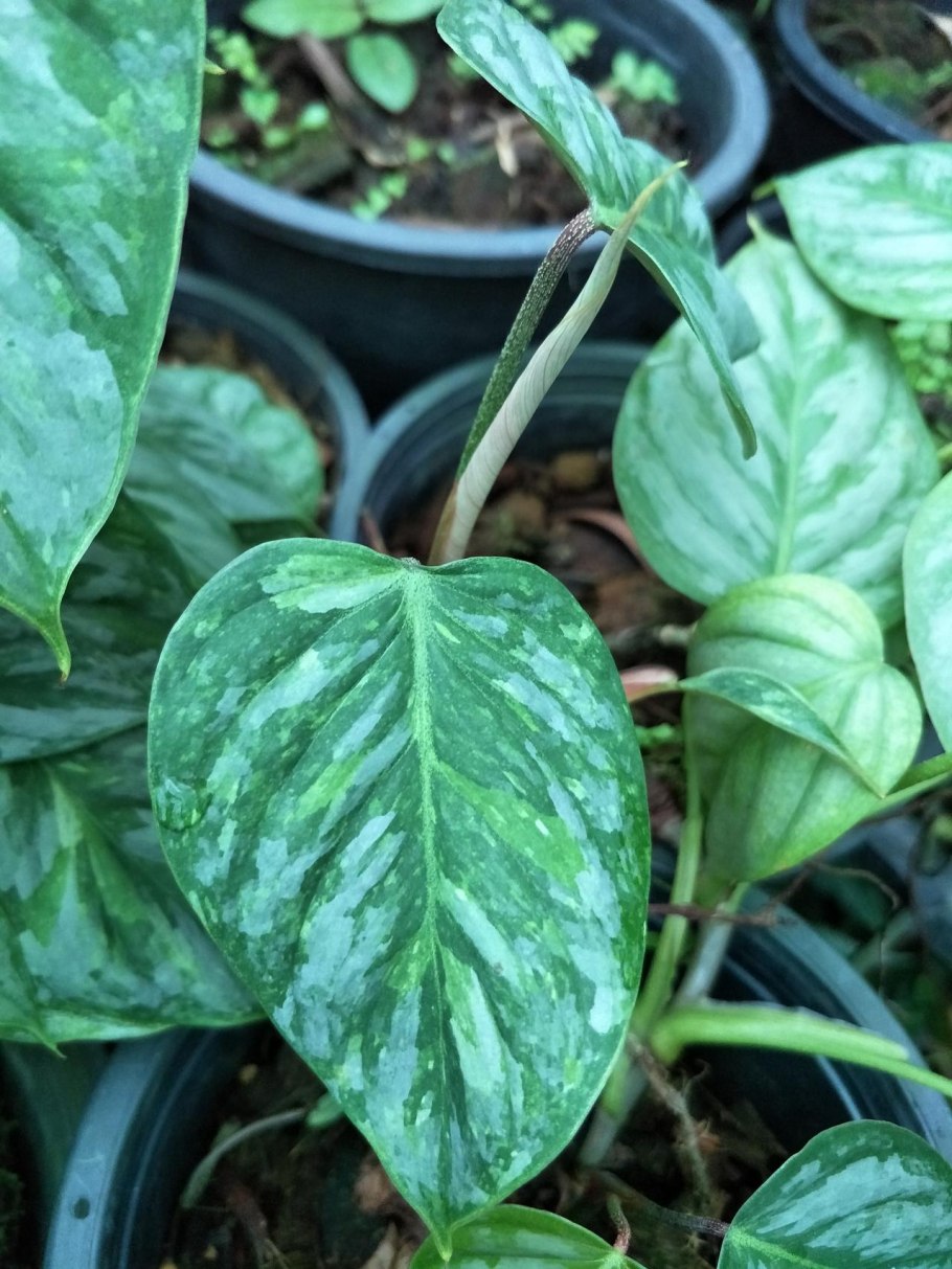 Филодендрон Кум лауд