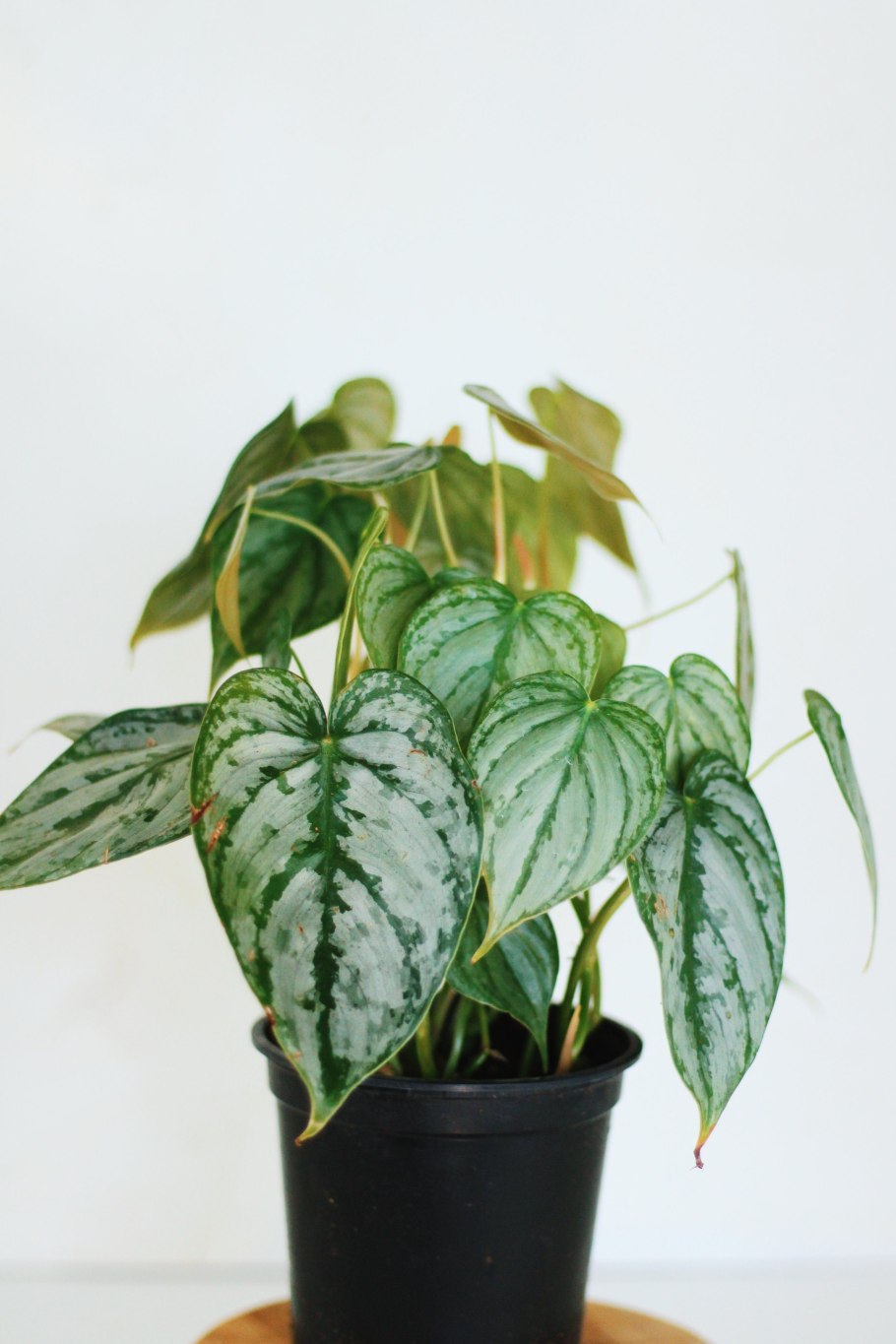 Philodendron brandtianum