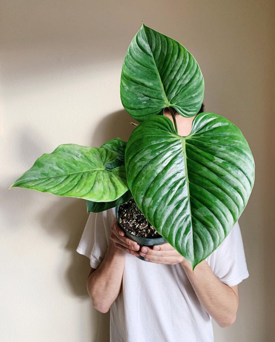 Anthurium brownii