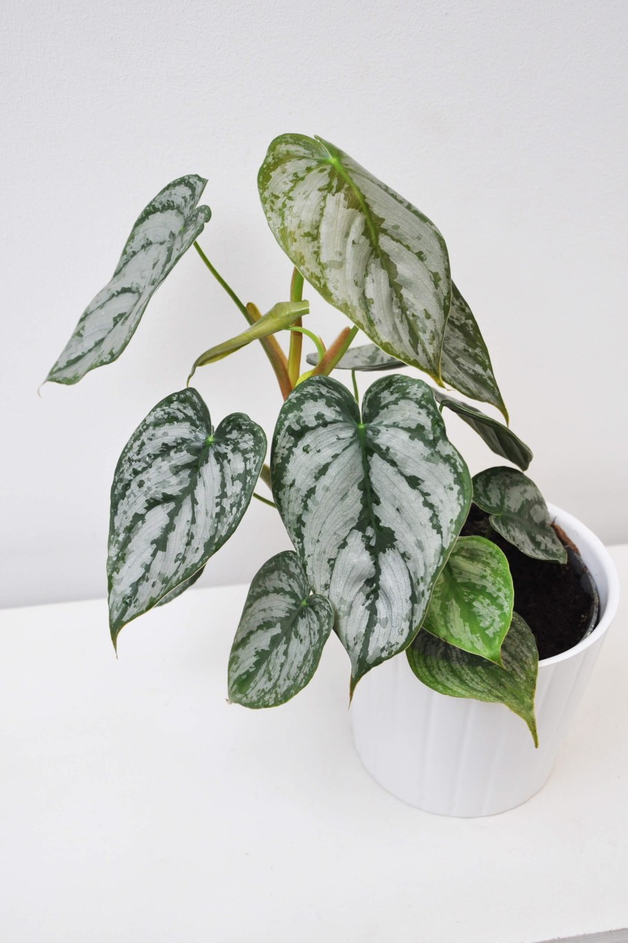 Филодендрон брандиантум