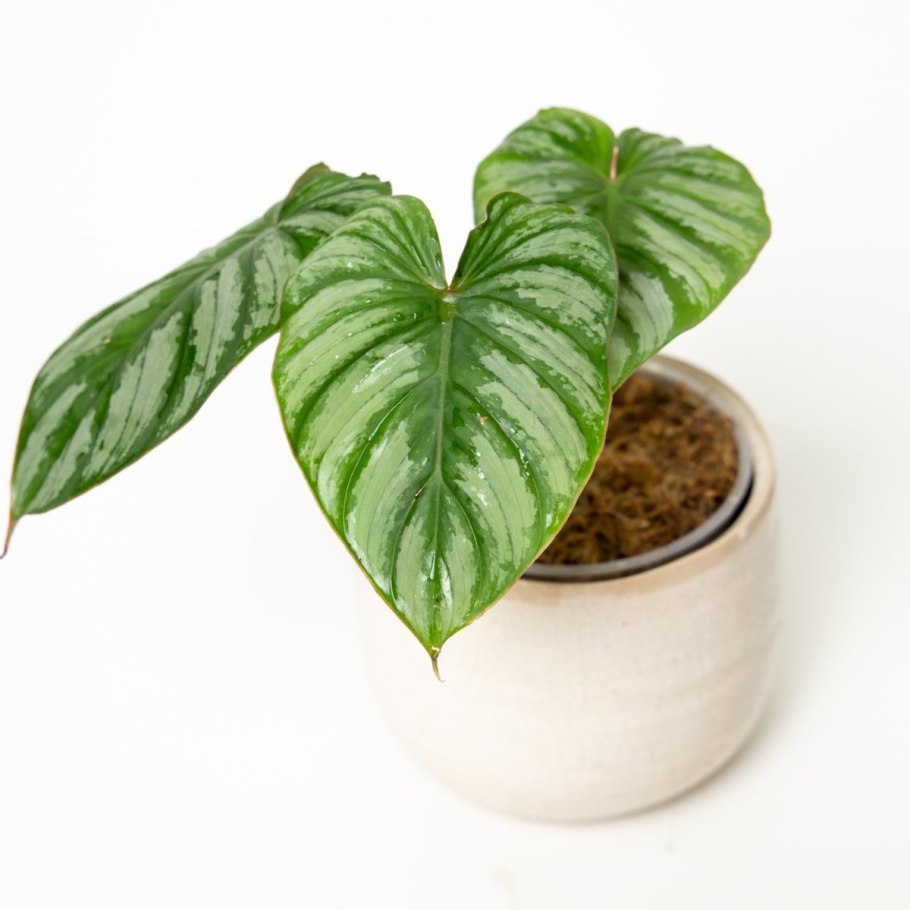 Филодендрон орнатум