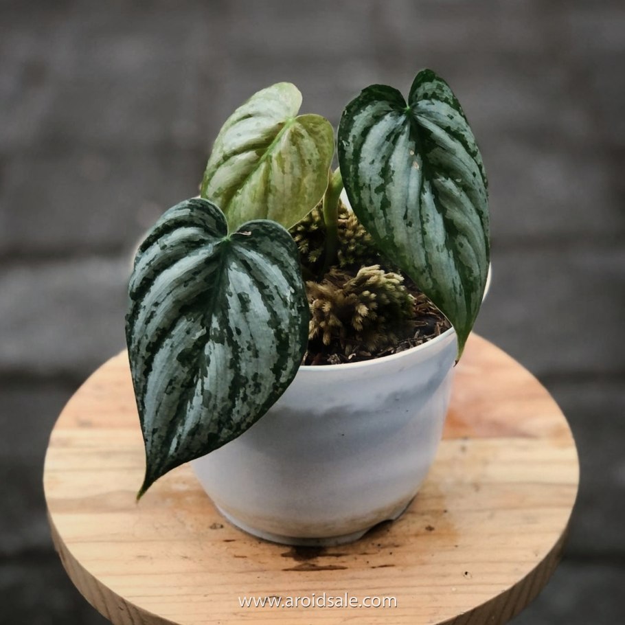 Филодендрон брандтианум