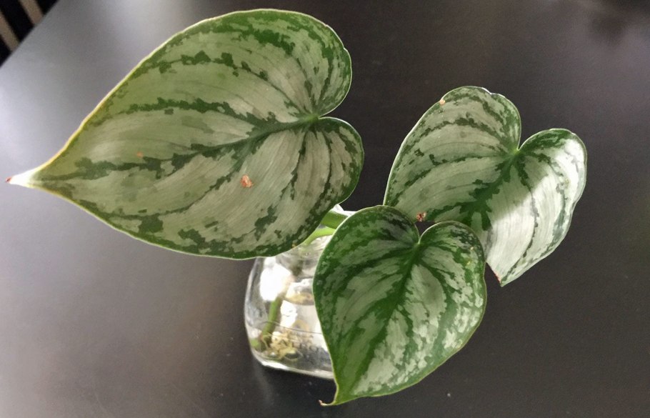 Филодендрон мамей