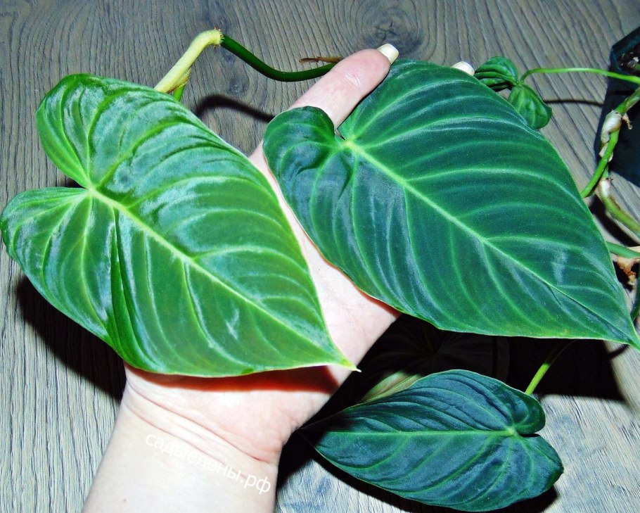 Филодендрон Эль Чоко Рэд