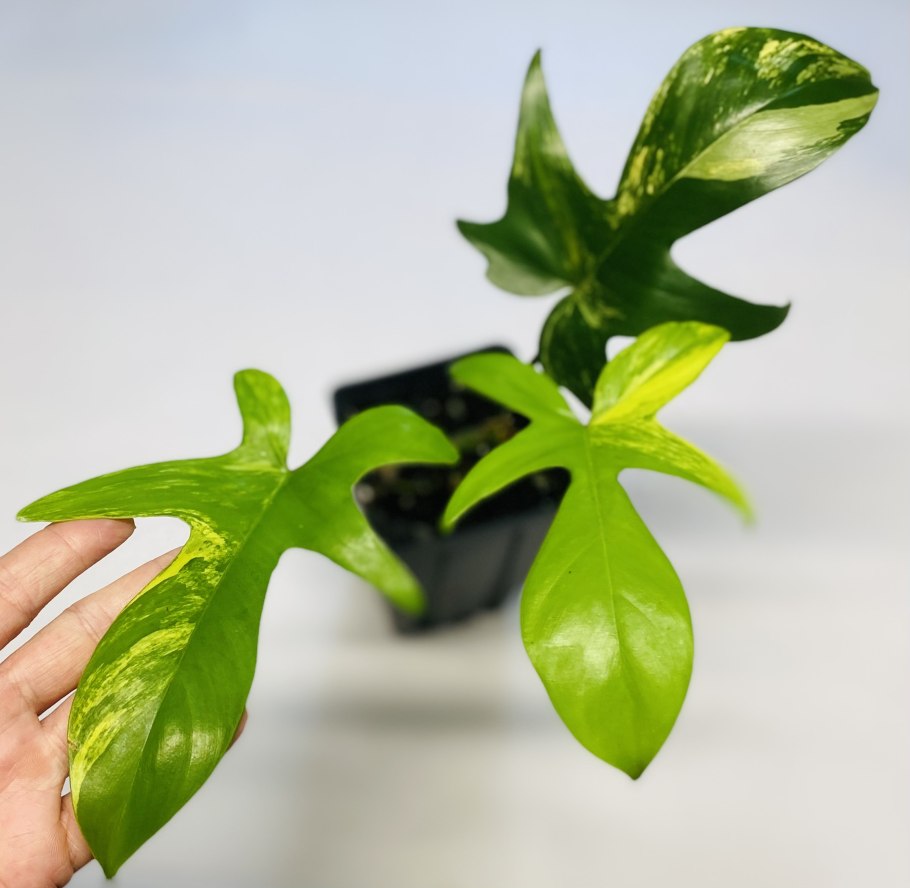 Филодендор мелонхрищум