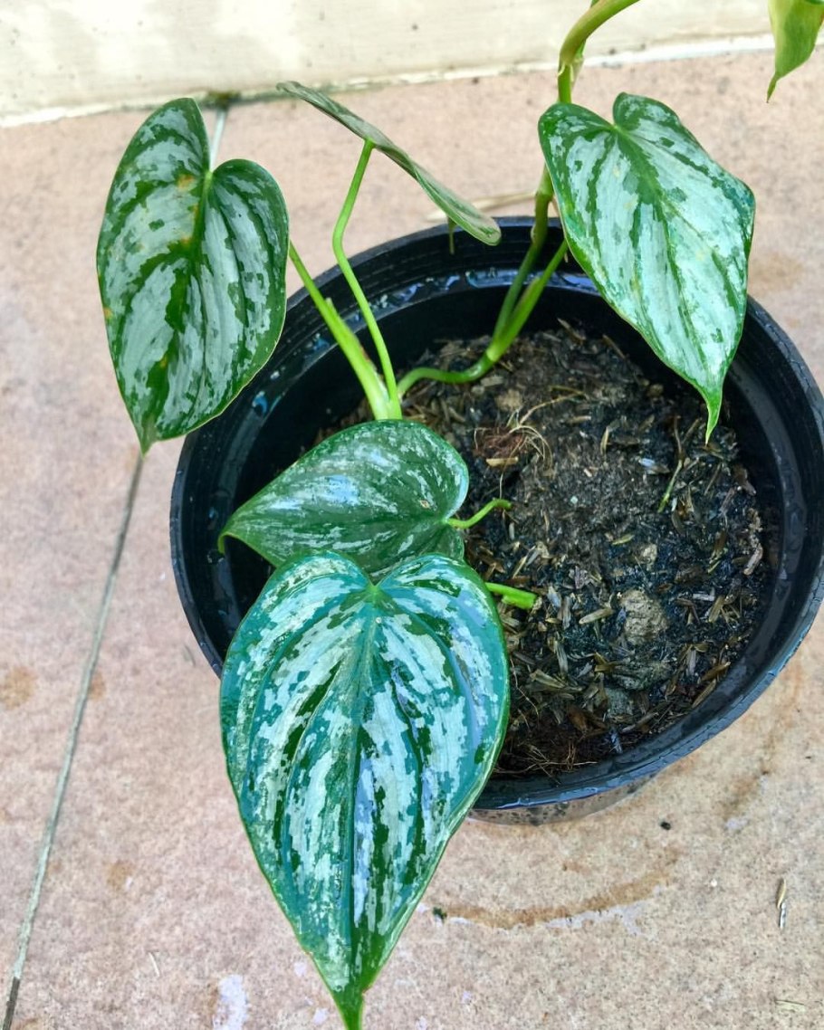 Филодендрон брандтианум