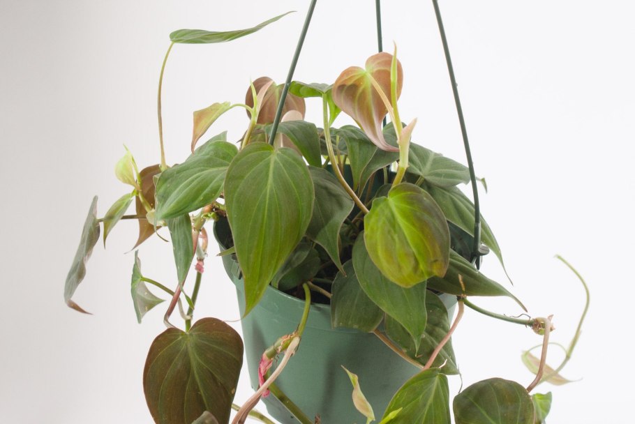 Филодендрон брандтианум