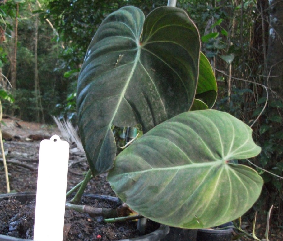 Монстера Минима Рафидофора