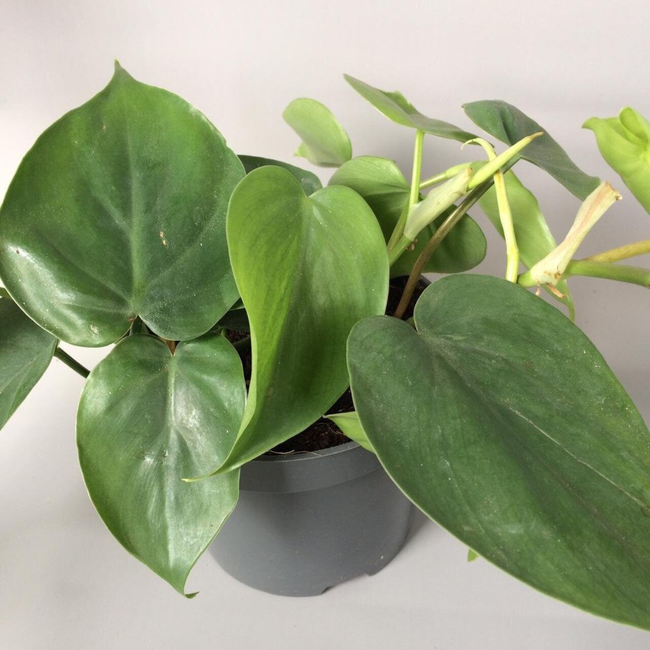 Филодендрон Гордон Сплеш