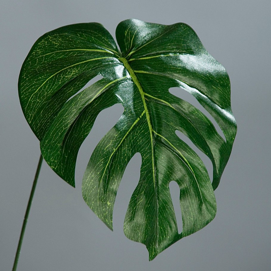 Филодендрон джоепи