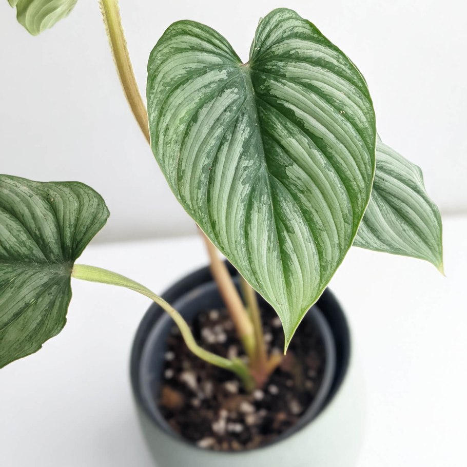 Филодендрон стенолобум