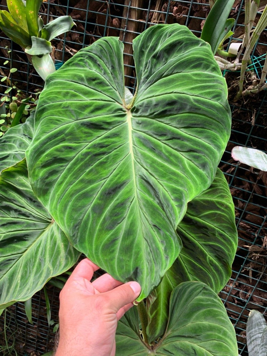 Филодендрон furcatum