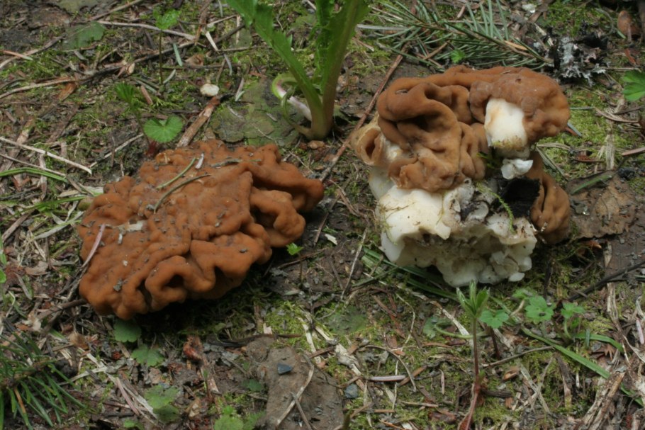 Строчок гигантский — gyromitra gigas.