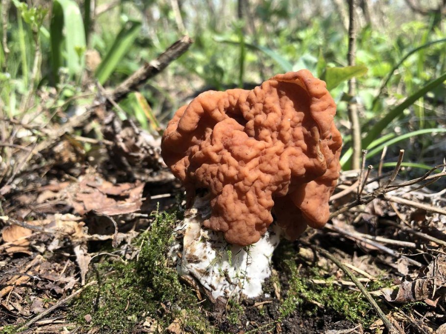 Строчок обыкновенный ядовитый