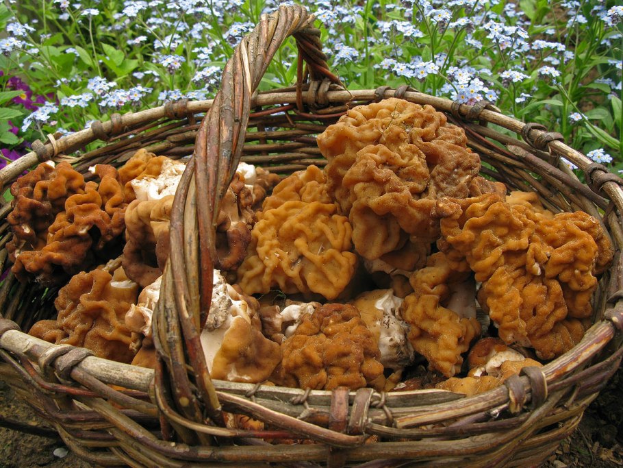 Гриб строчок и сморчок