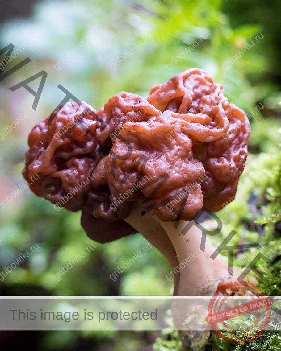 Строчок гигантский Вишневский