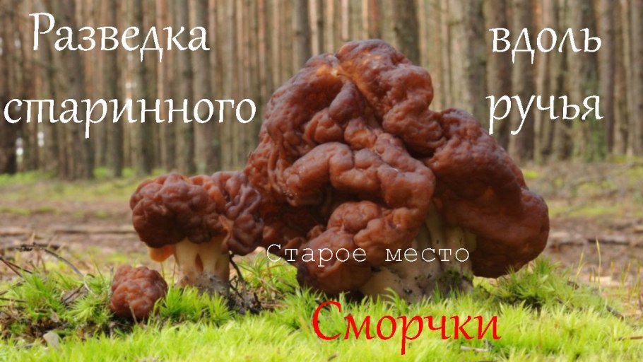 Гигантский гриб сморчок строчок