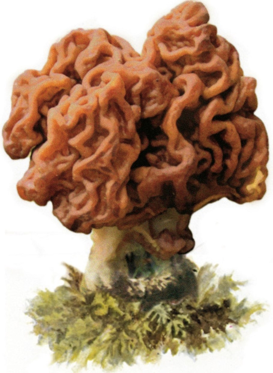 Строчок обыкновенный