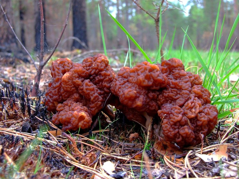 Сморчок обыкновенный съедобный