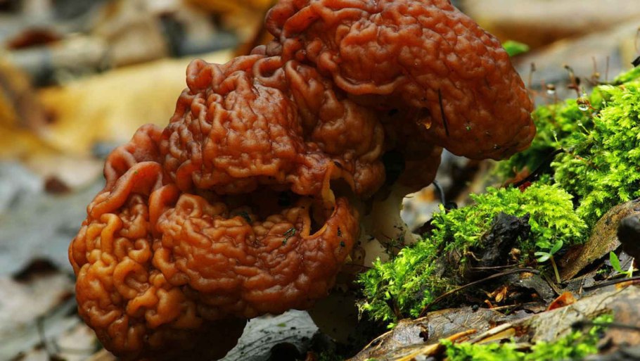 Строчок гриб весенний