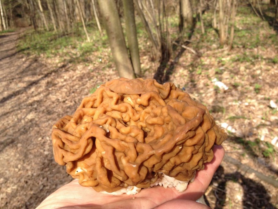 Гриб строчок гигантский