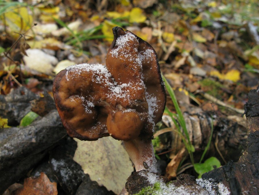 Сморчок гигантский