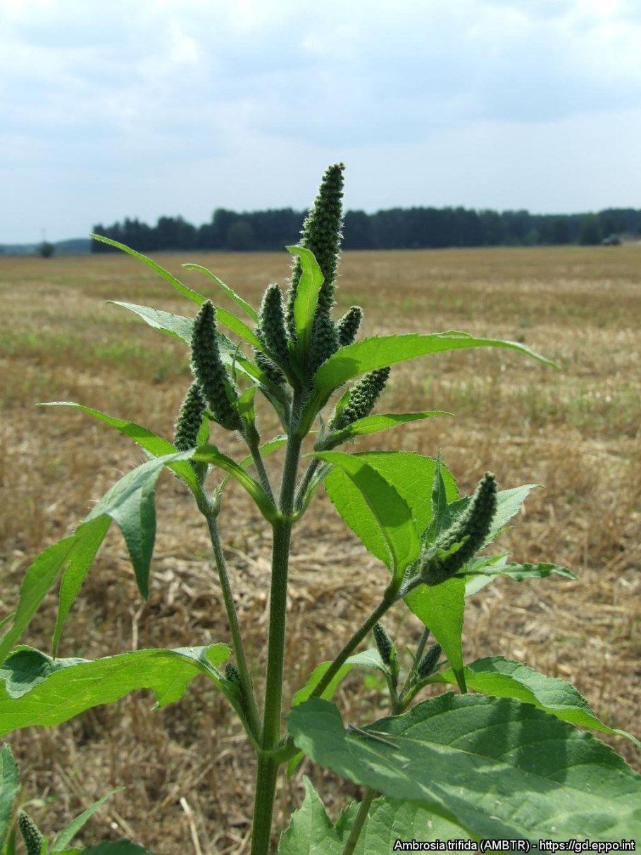 Амброзия трехраздельная
