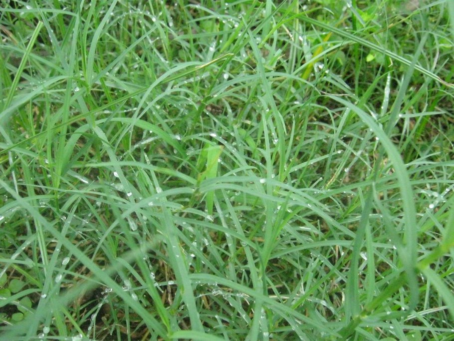 Чумиза (Setaria Italica)