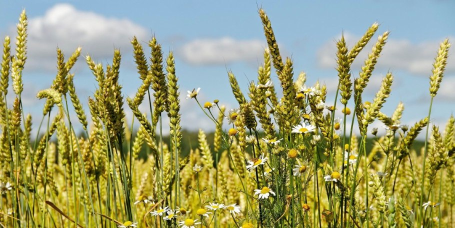 Контроль численности сорных растений