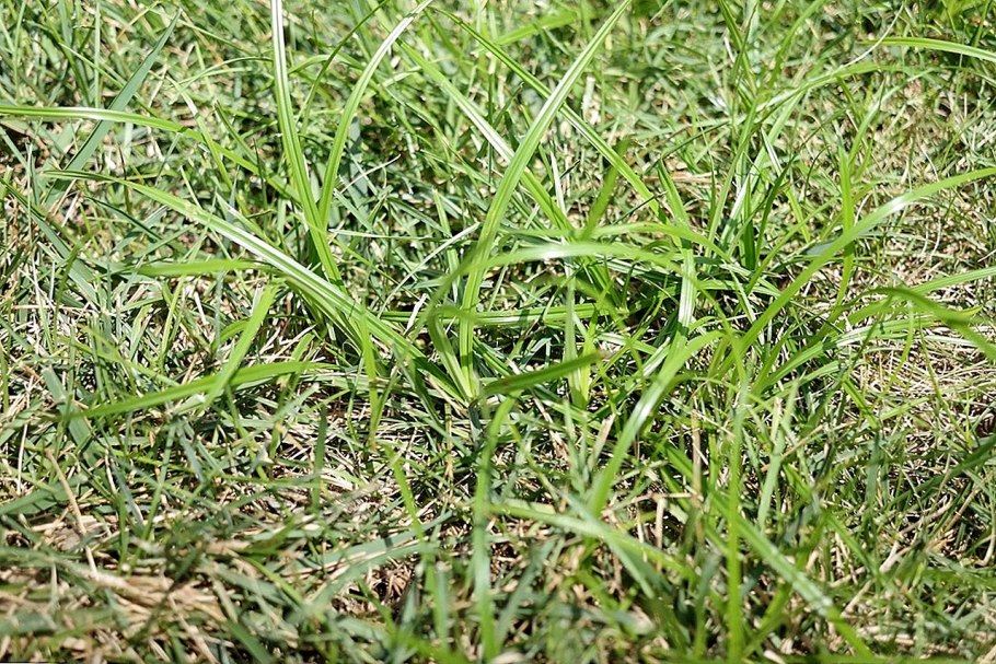 Пырей ползучий