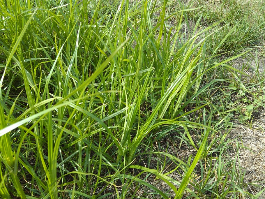 Crabgrass сорняк