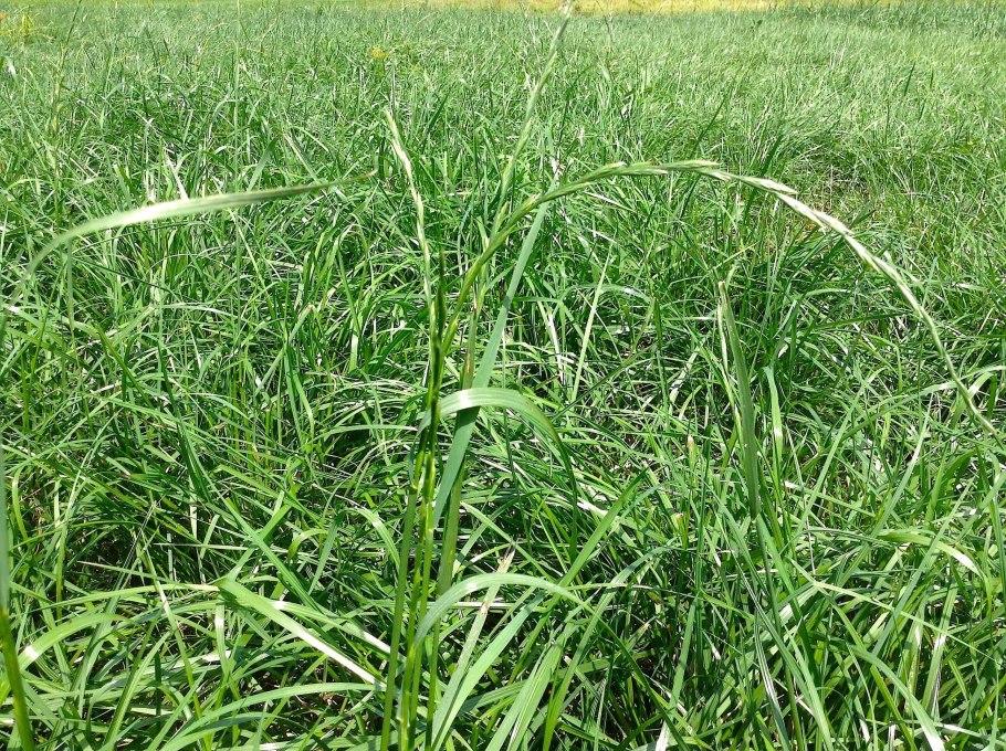 Пырей ползучий газон