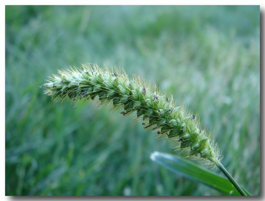 Сорная трава Колосков Астра